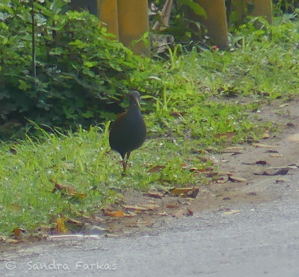 Slaty-breasted Wood-Rail - ML611657511