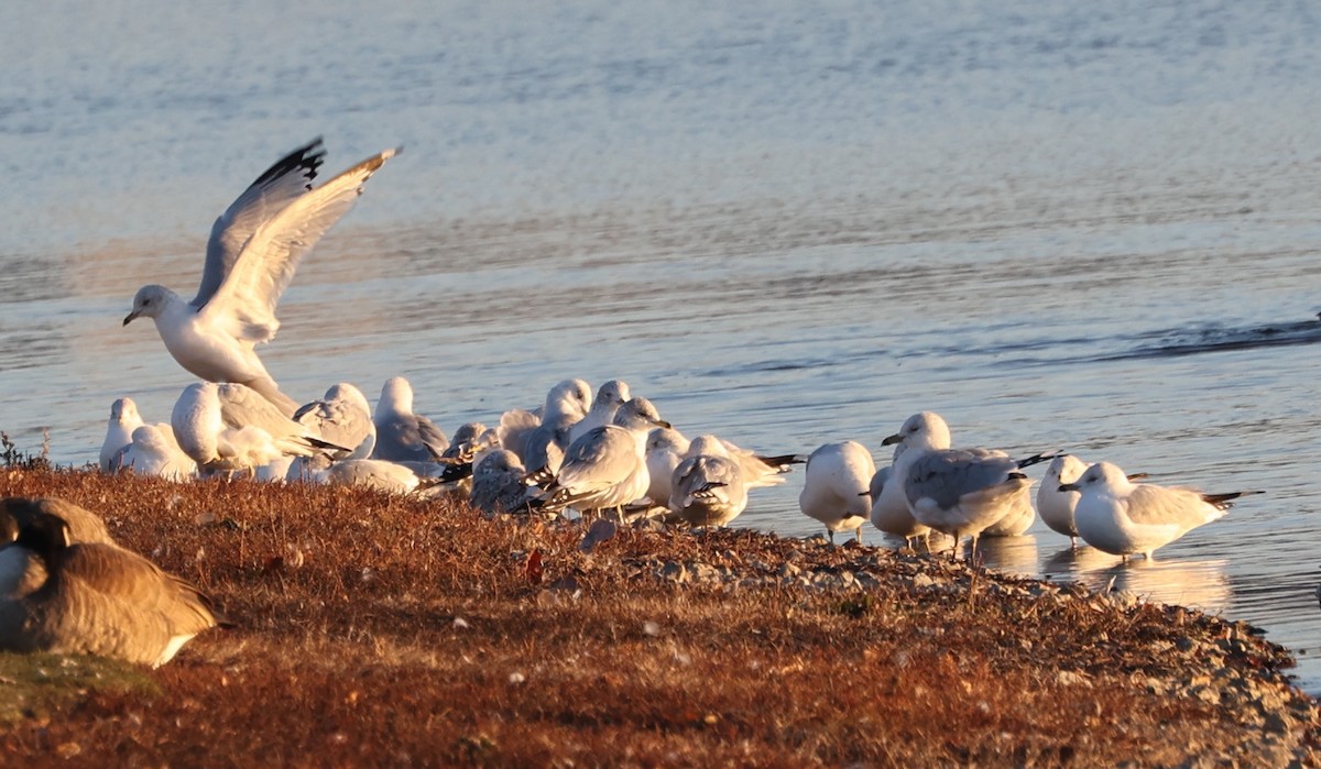 Ring-billed Gull - ML611657514