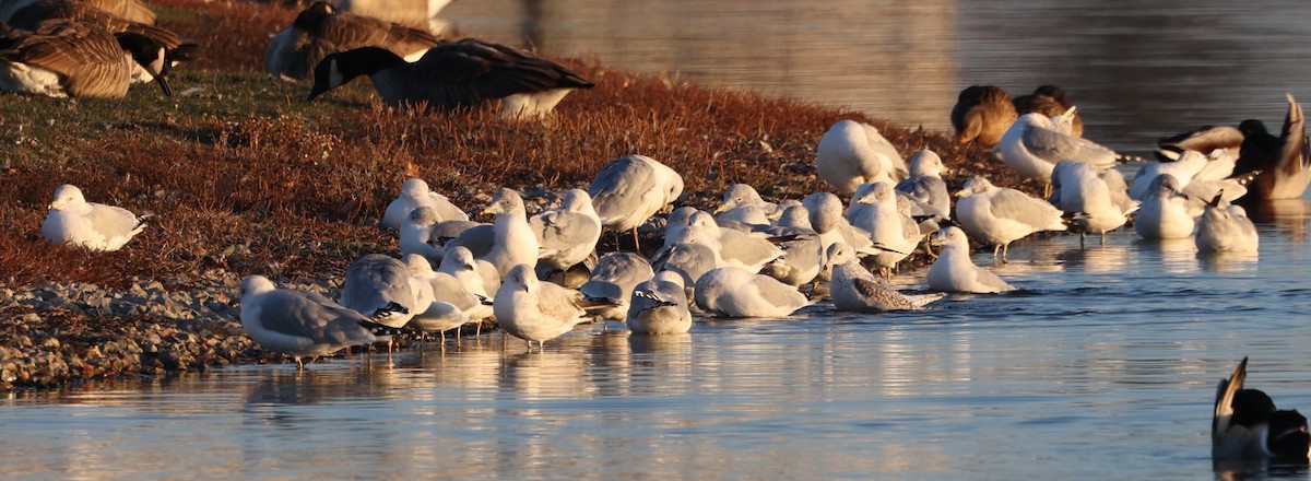 Ring-billed Gull - ML611657515