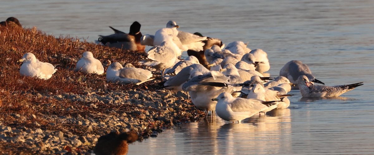 Ring-billed Gull - ML611657516
