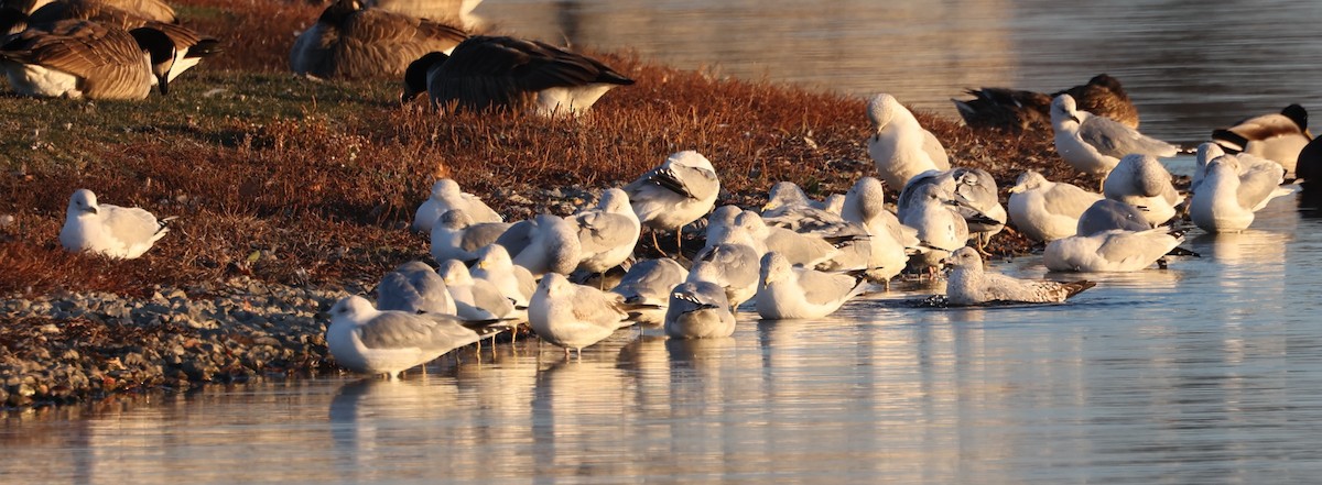 Ring-billed Gull - ML611657517