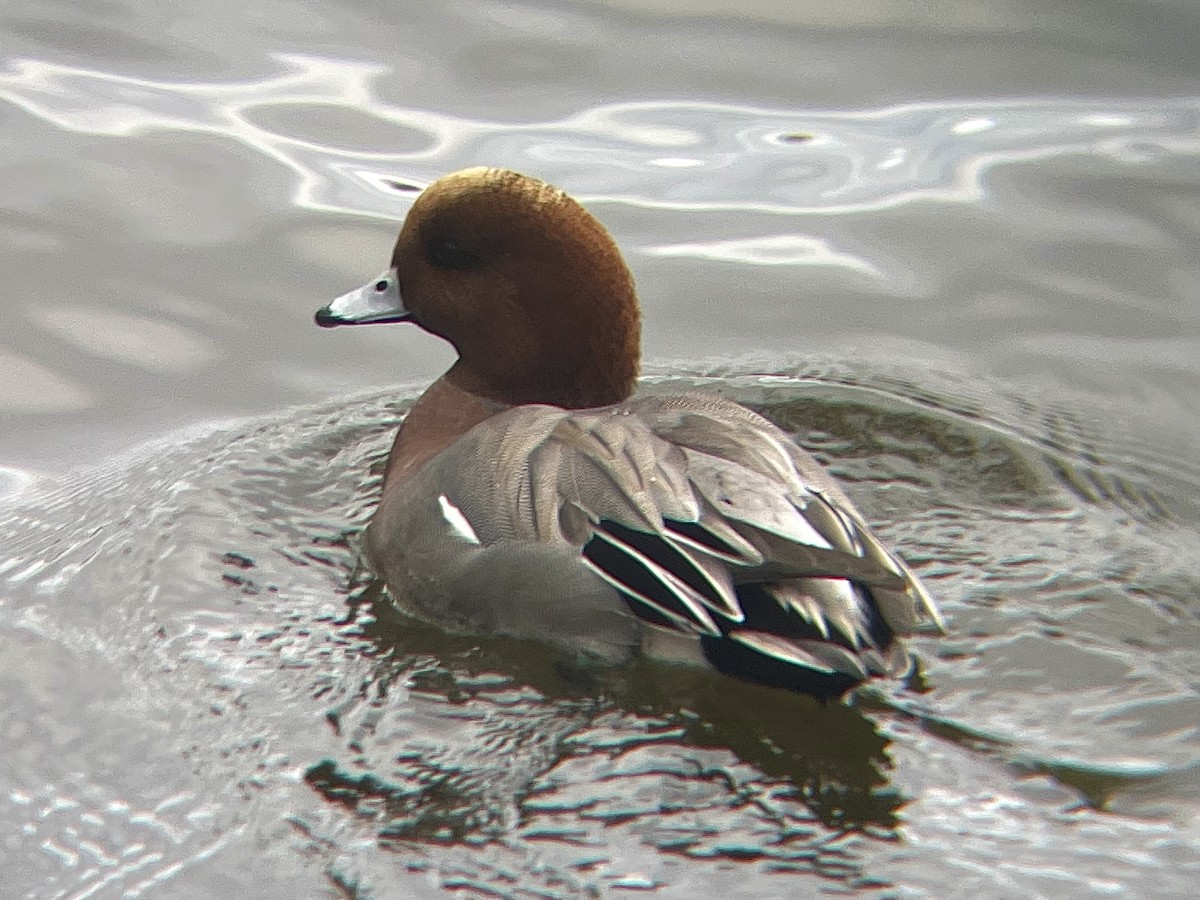 Eurasian Wigeon - ML611657521