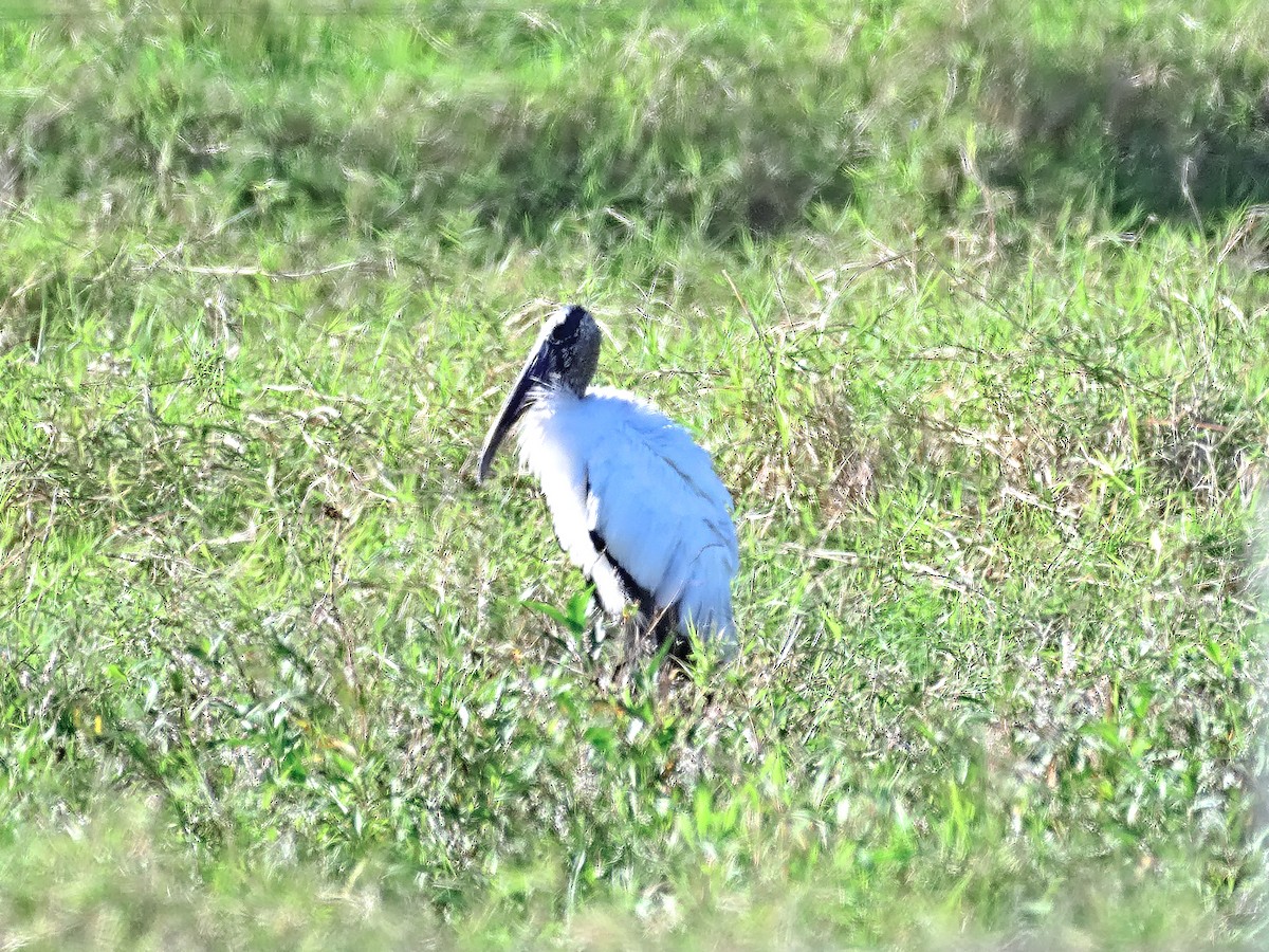 Wood Stork - ML611657533