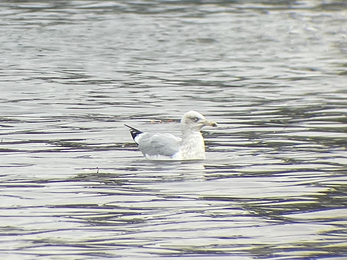 European Herring Gull - ML611657534