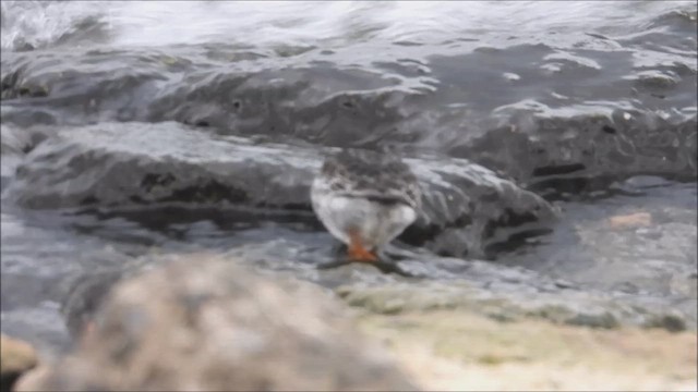 Purple Sandpiper - ML611657558