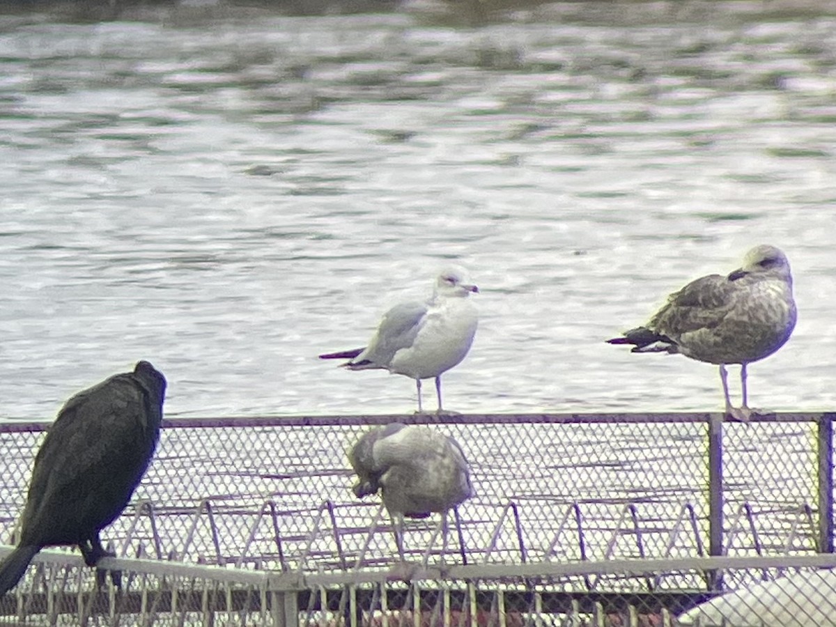 Ring-billed Gull - ML611657561