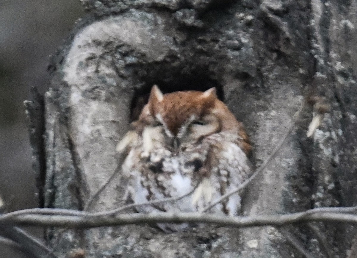 Eastern Screech-Owl - ML611657581