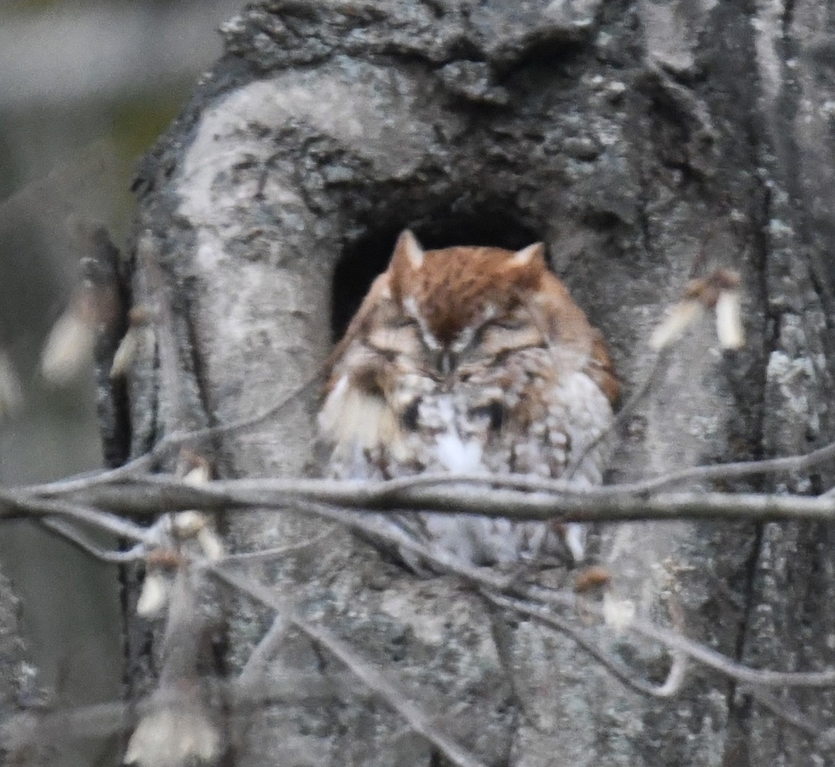 Eastern Screech-Owl - ML611657606