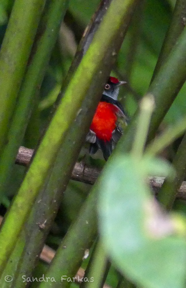 Pin-tailed Manakin - ML611657665