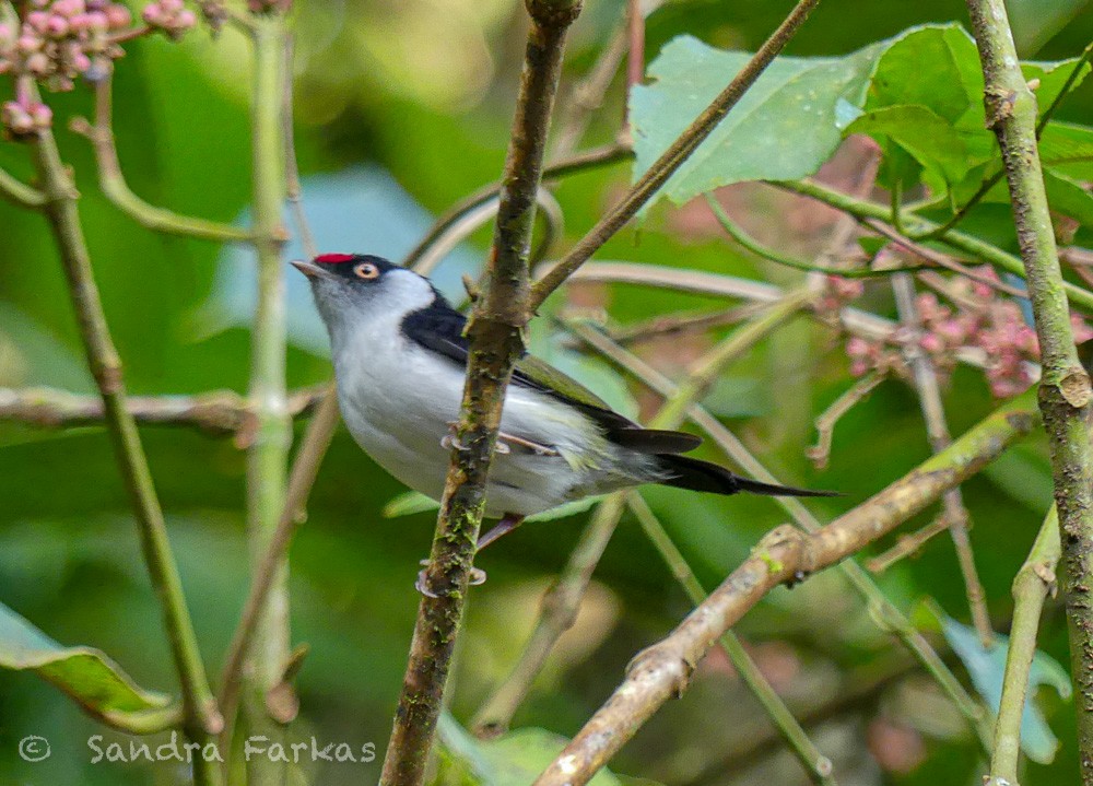 Pin-tailed Manakin - ML611657667