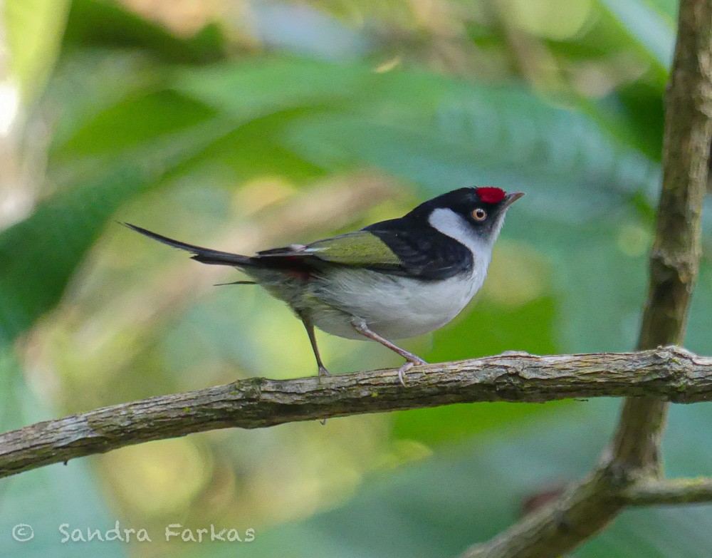 Pin-tailed Manakin - Sandra Farkas