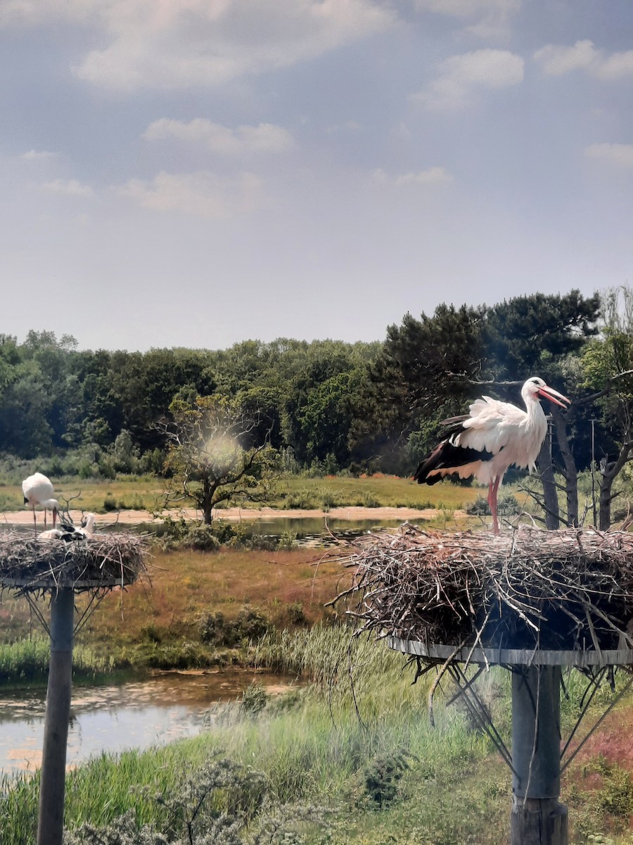 White Stork - Jefte Hulsmans