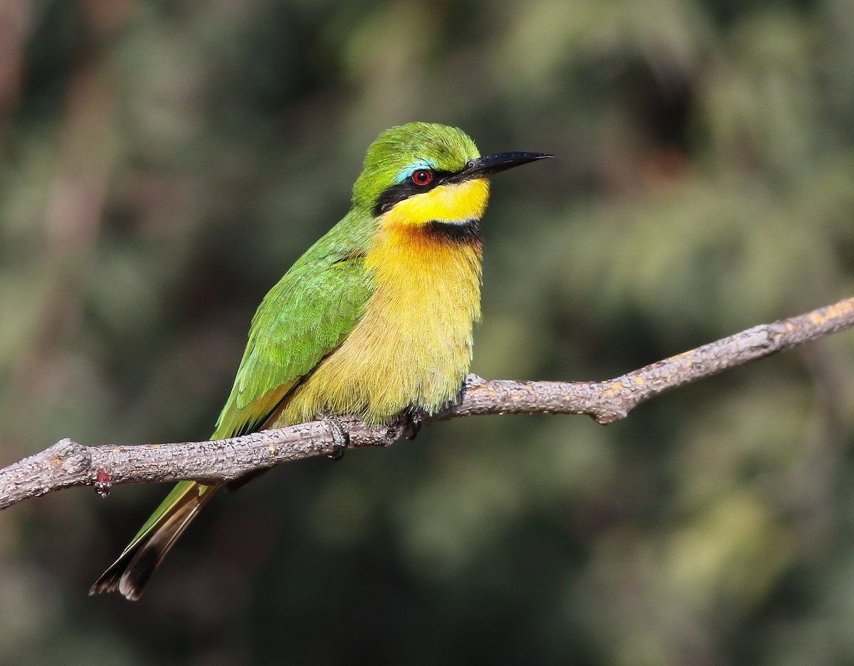 Little Bee-eater - ML611657695