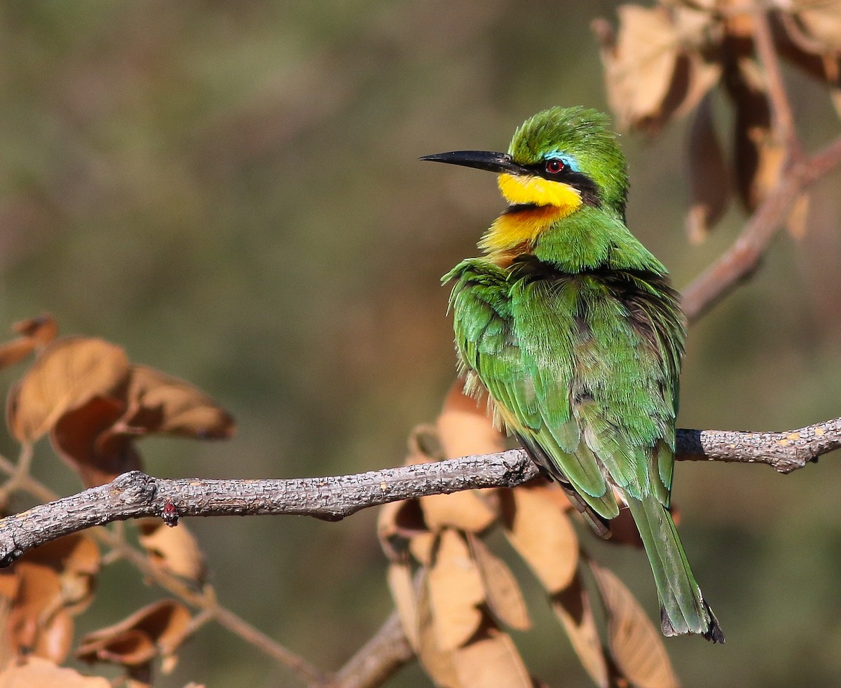 Little Bee-eater - ML611657696