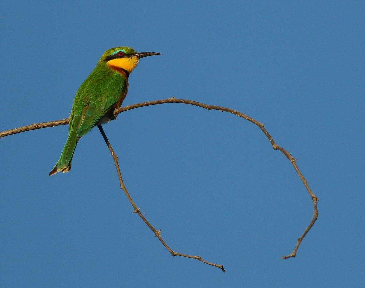 Little Bee-eater - ML611657697