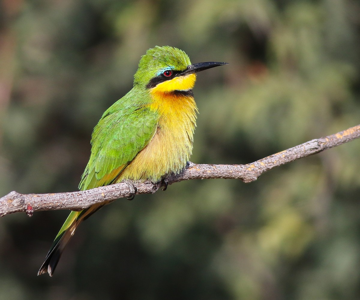 Little Bee-eater - ML611657699