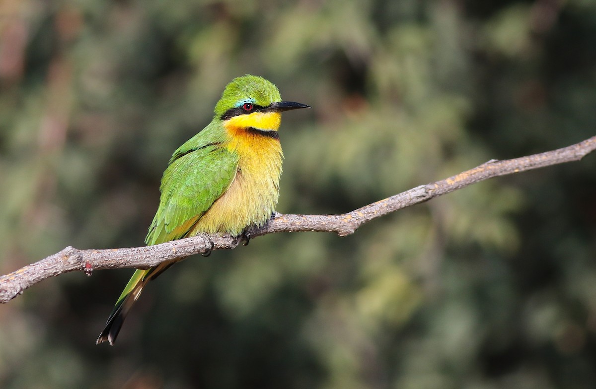 Little Bee-eater - ML611657700