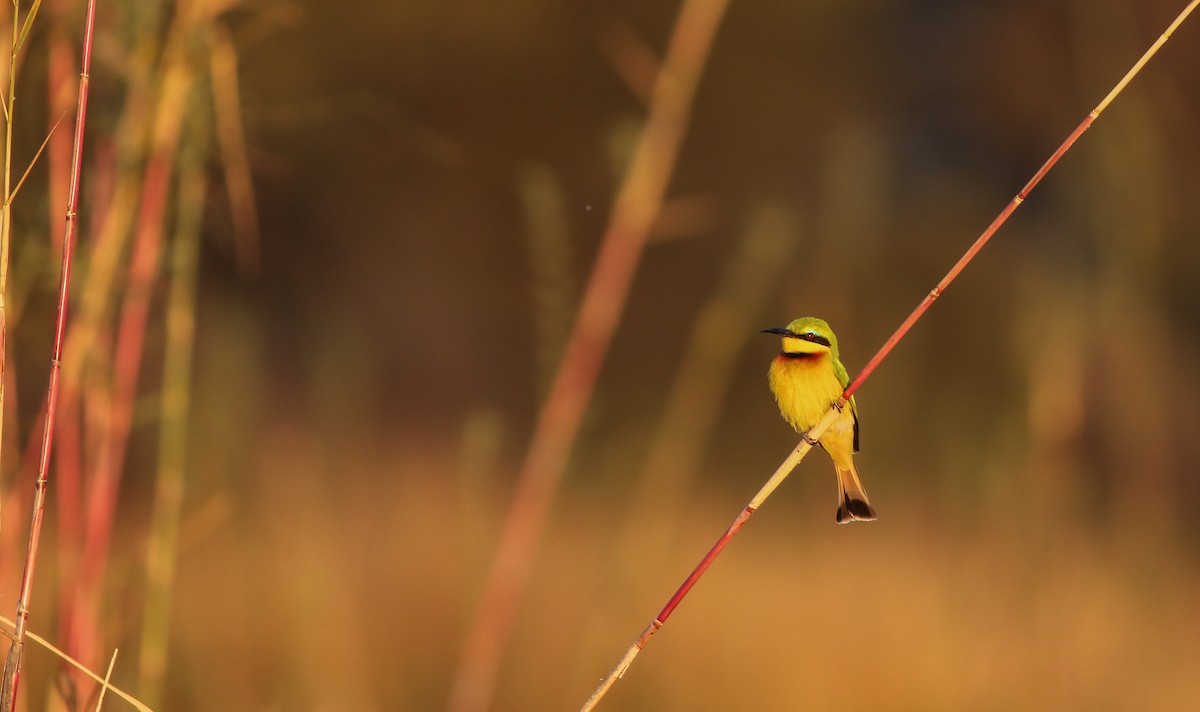 Little Bee-eater - ML611657701