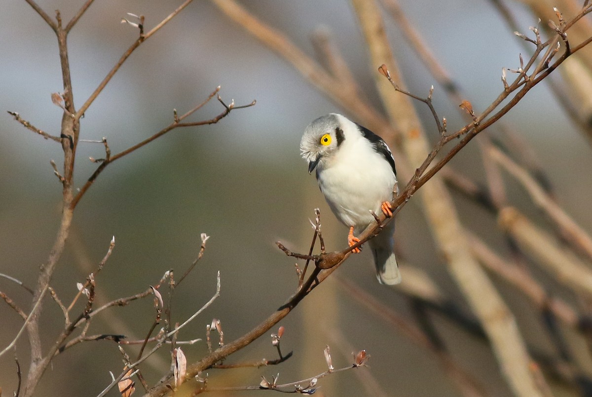 White Helmetshrike - ML611657730