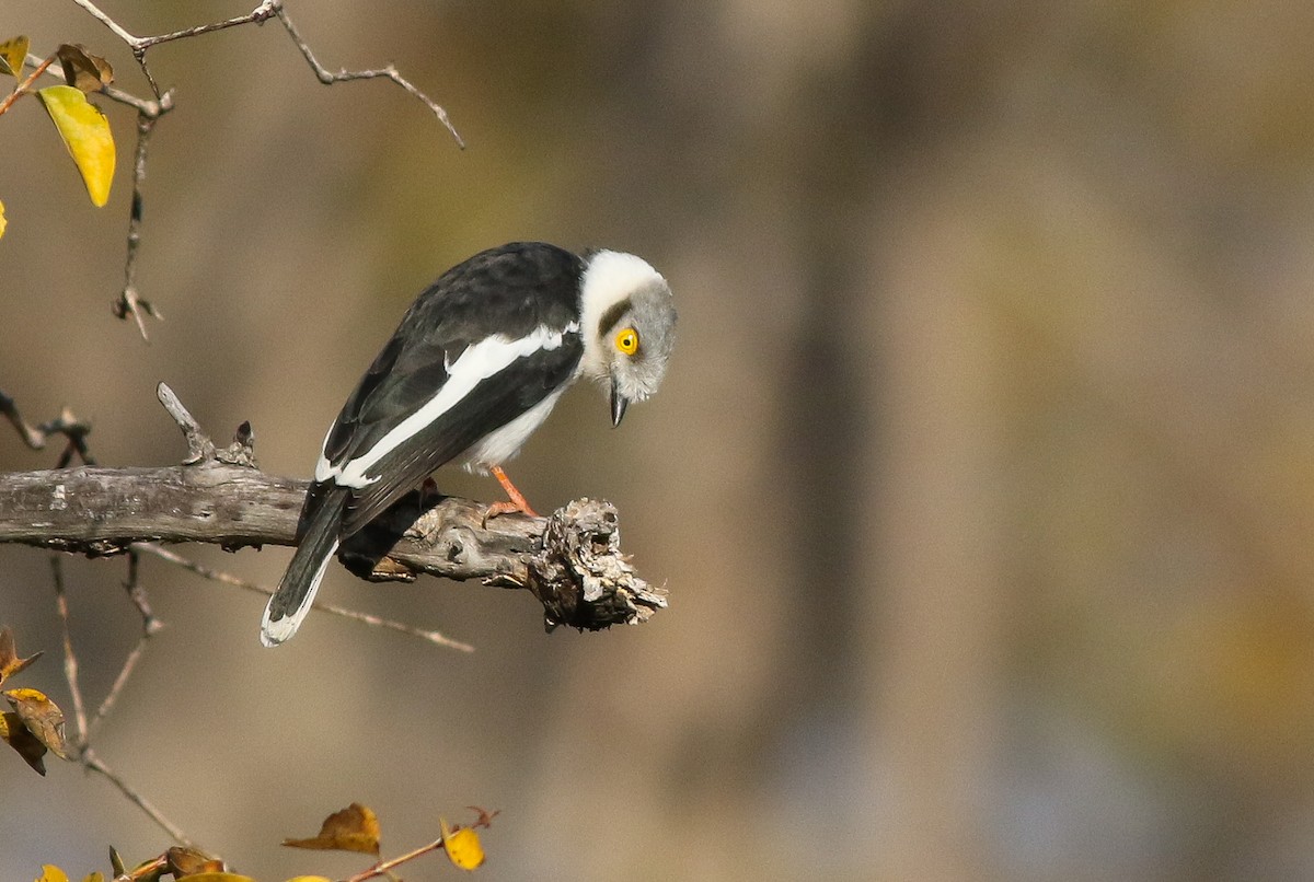 White Helmetshrike - Adam Buckham