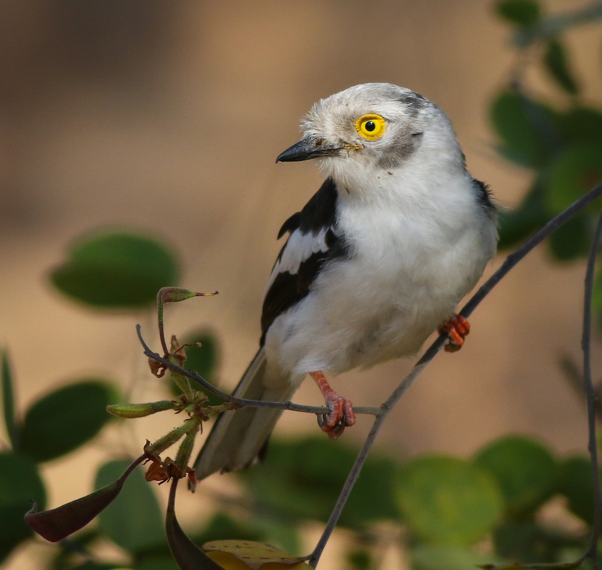 White Helmetshrike - ML611657732