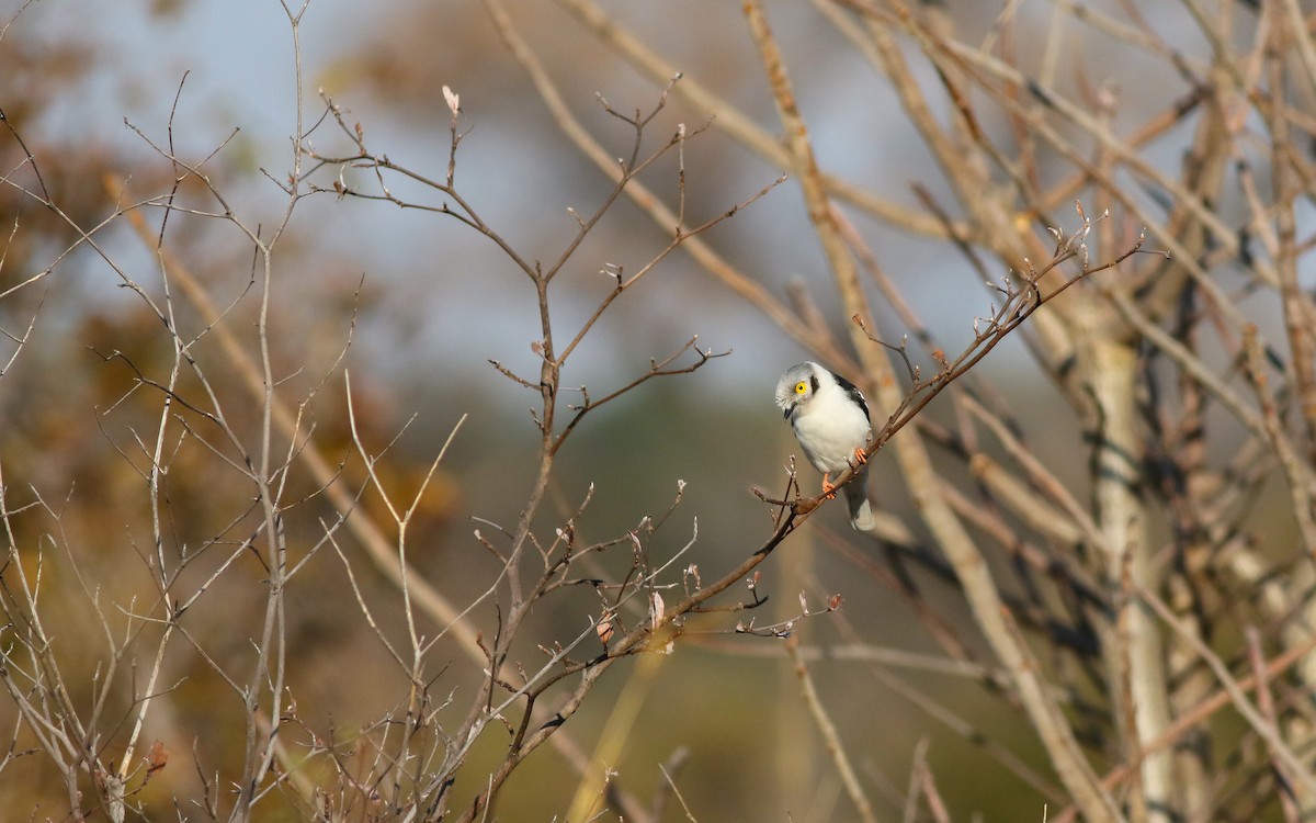 White Helmetshrike - ML611657735