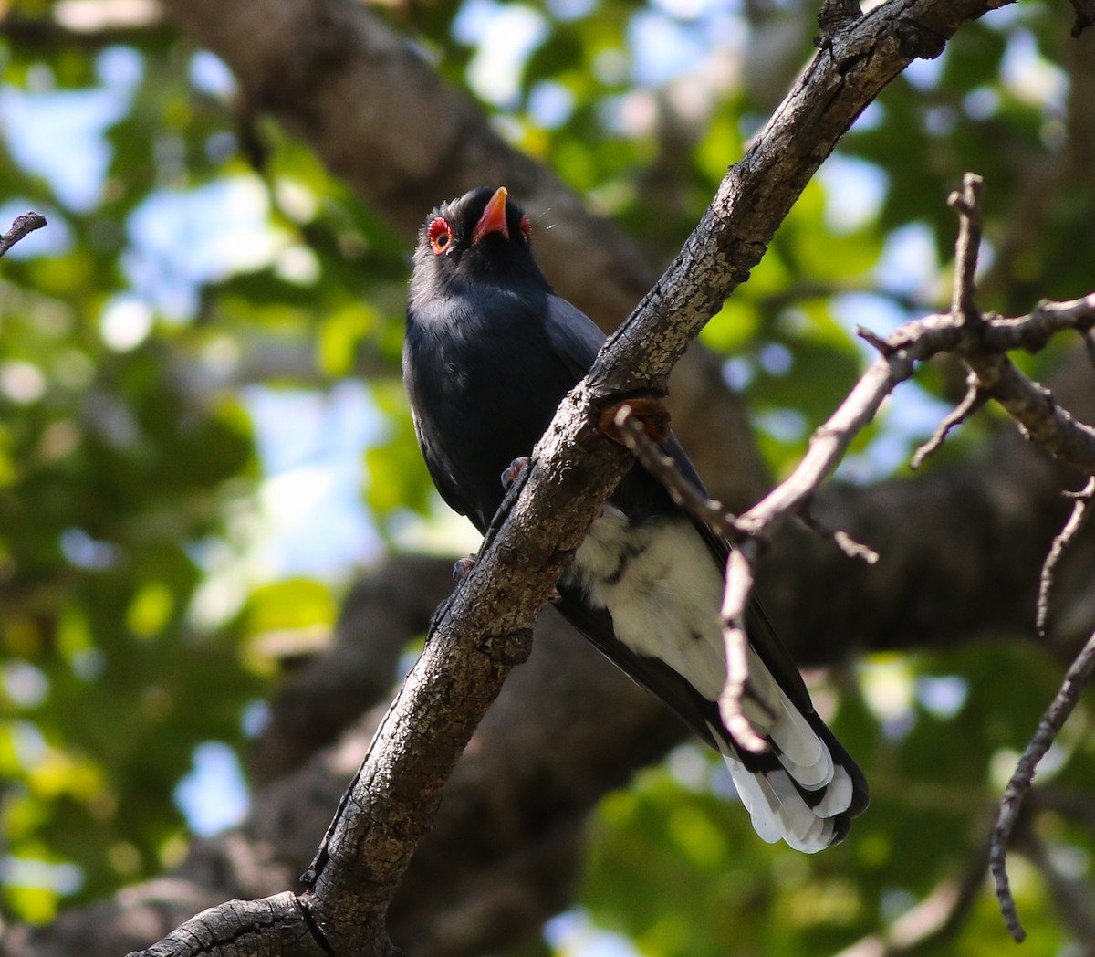 Retz's Helmetshrike - ML611657746