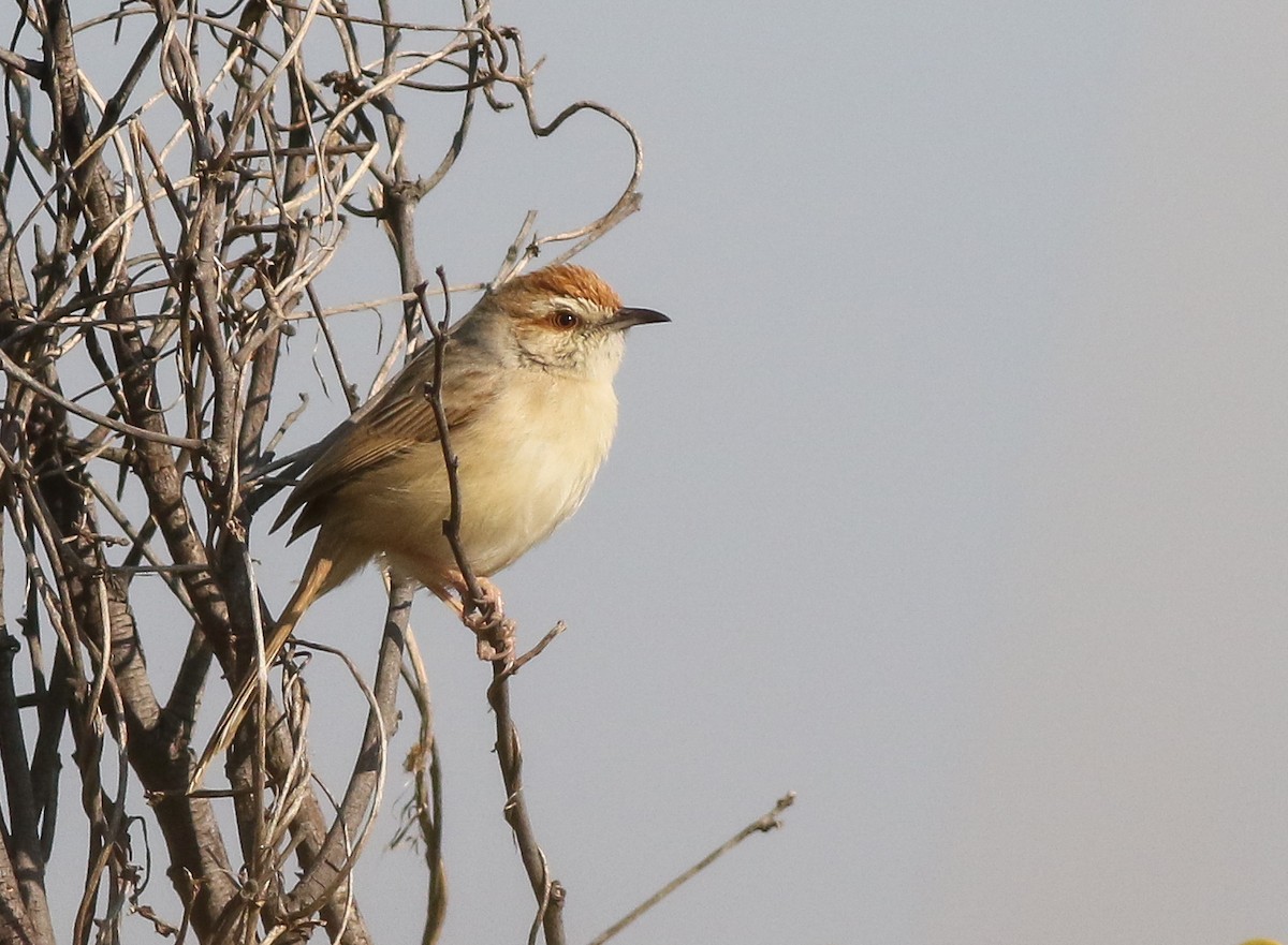 Tinkling Cisticola - ML611657754