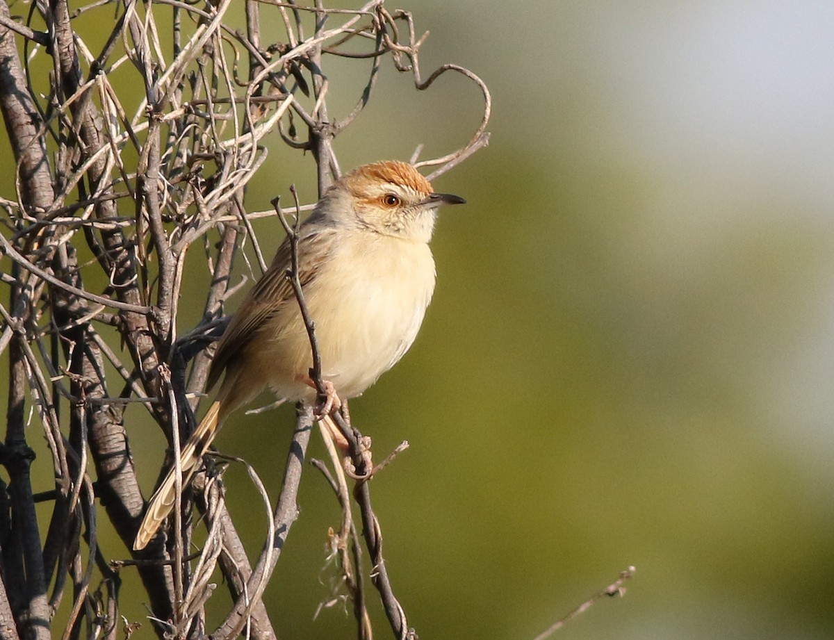 Tinkling Cisticola - ML611657755