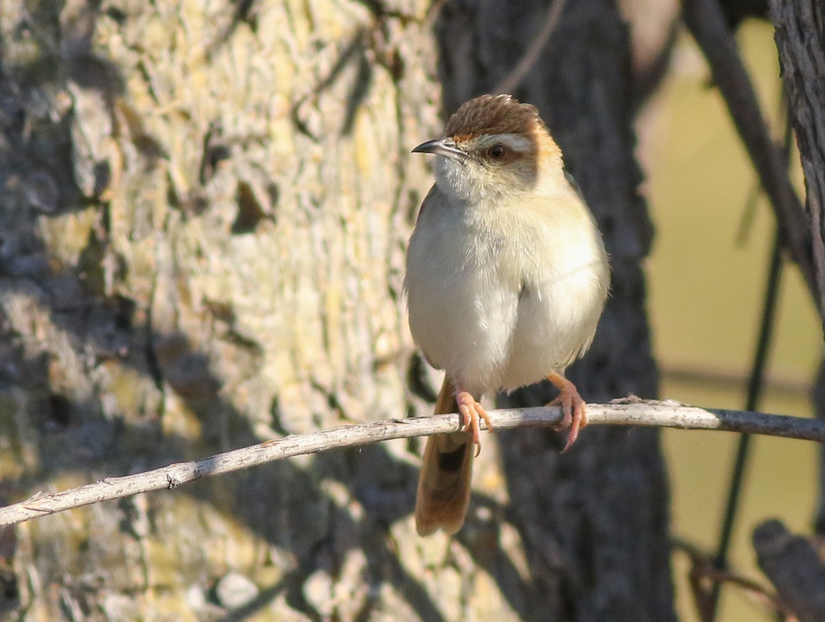 Tinkling Cisticola - ML611657757