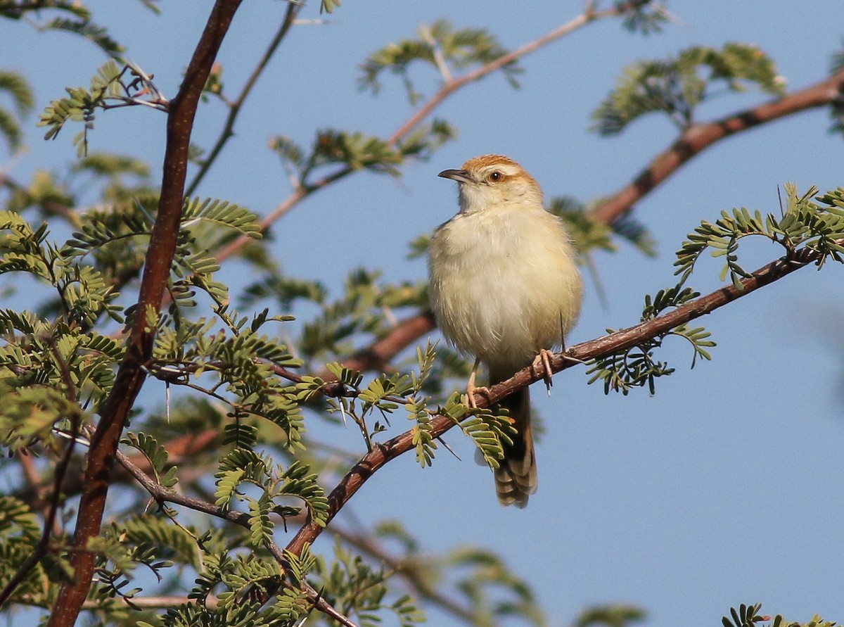 Tinkling Cisticola - ML611657758