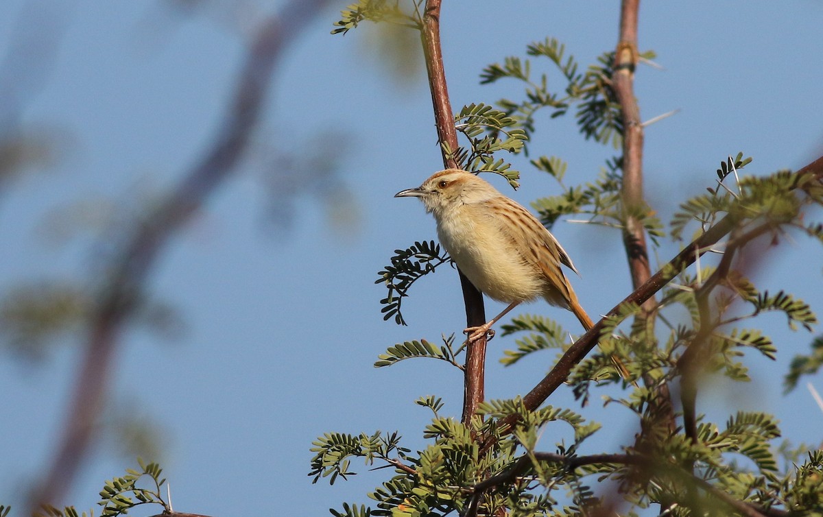 Tinkling Cisticola - ML611657759