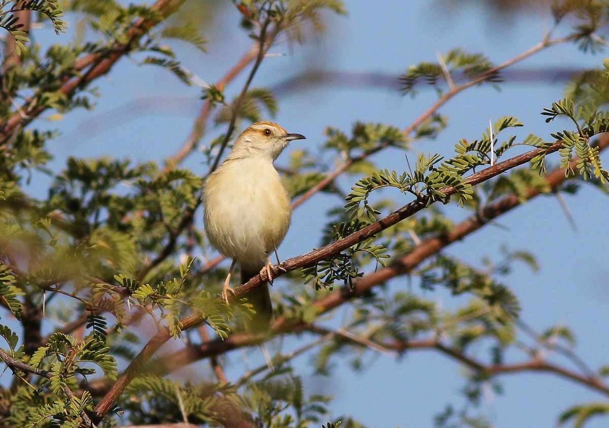 Tinkling Cisticola - ML611657760