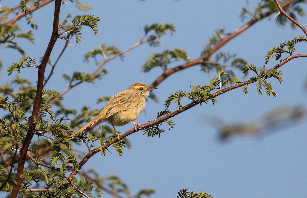 Tinkling Cisticola - ML611657761