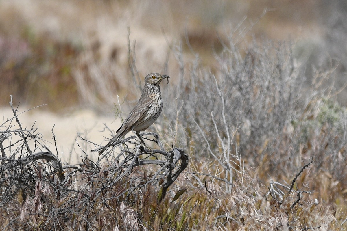 Sage Thrasher - ML611657769