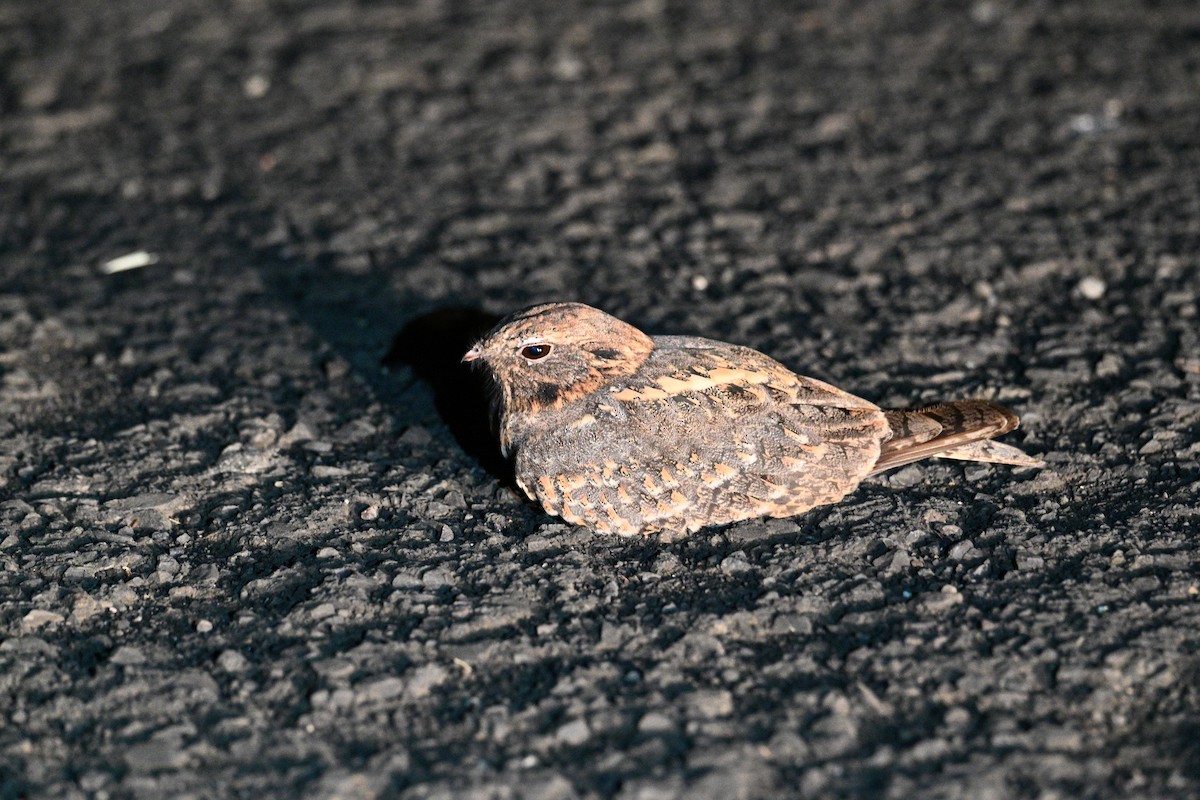 Indian Nightjar - ML611657884