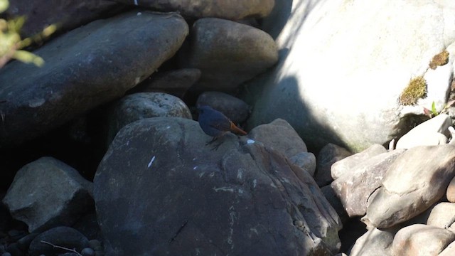 Plumbeous Redstart - ML611657885