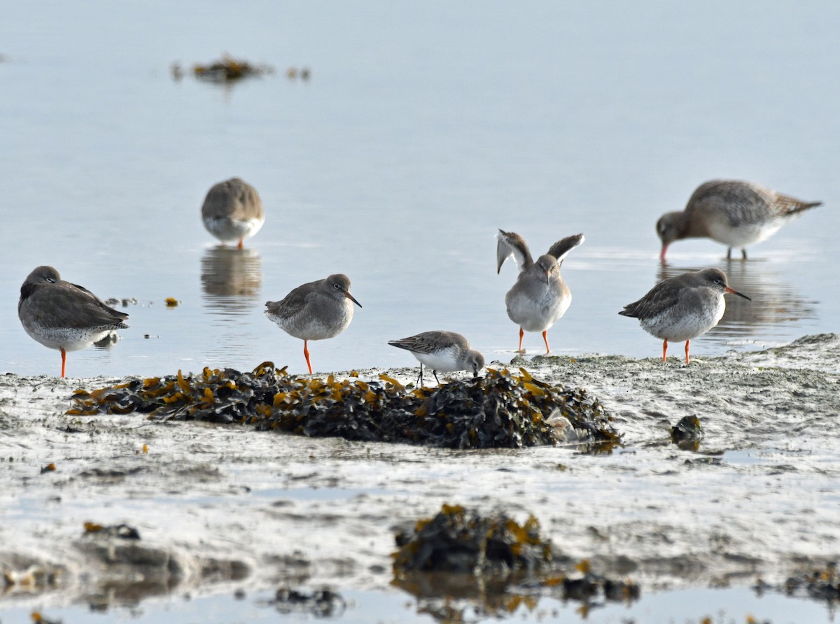 Bar-tailed Godwit - ML611657912