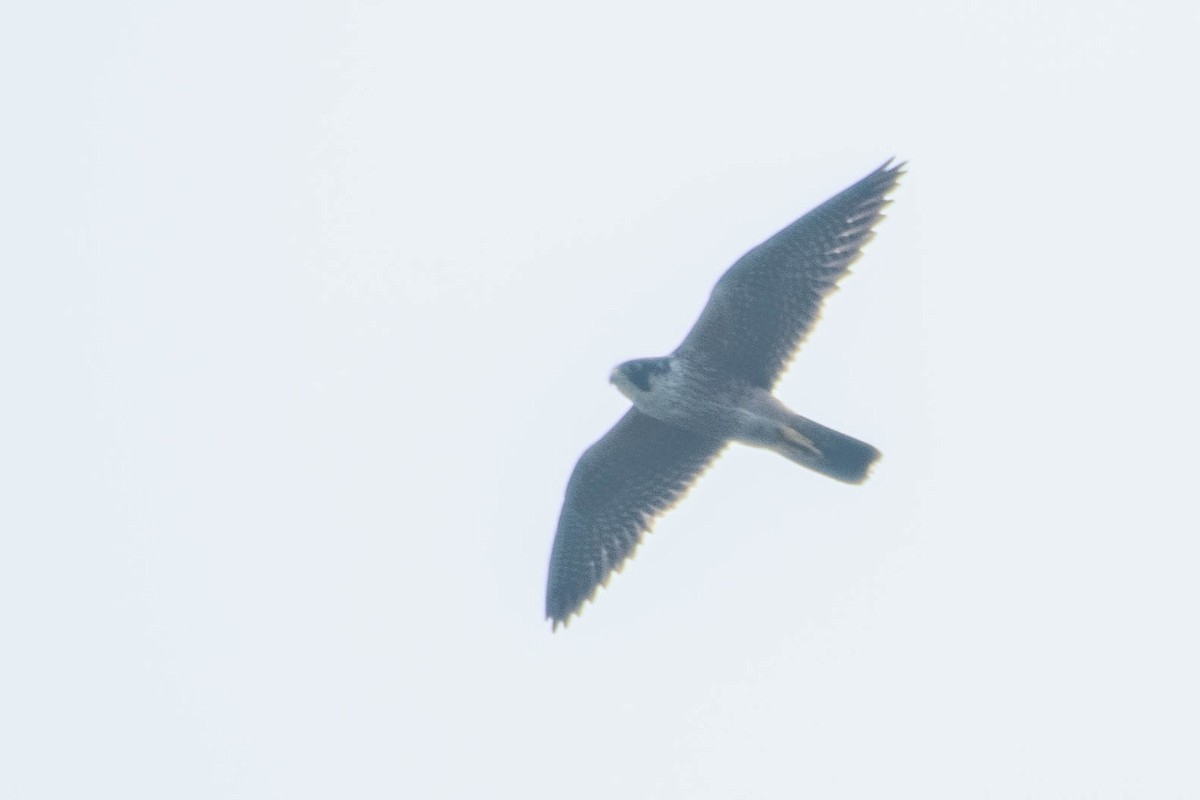 Peregrine Falcon - Harish Babu M