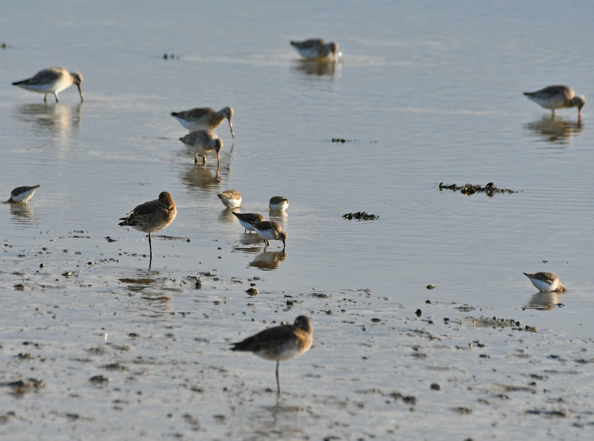 Bar-tailed Godwit - Brian Carruthers