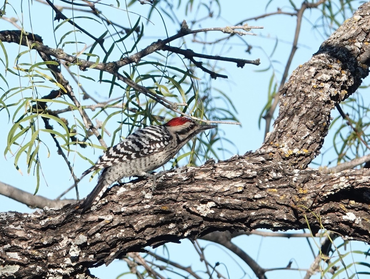 Ladder-backed Woodpecker - Doug Willick