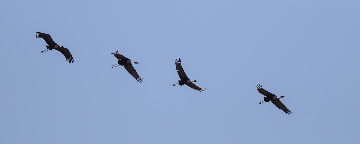 Wattled Crane - ML611657981