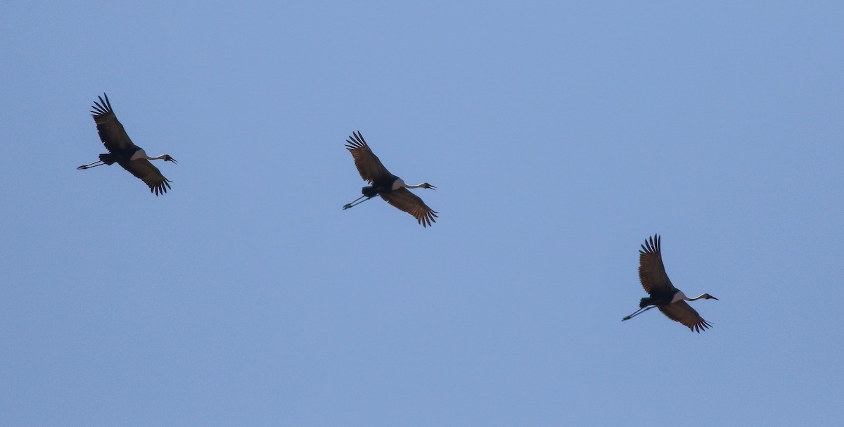 Wattled Crane - Adam Buckham