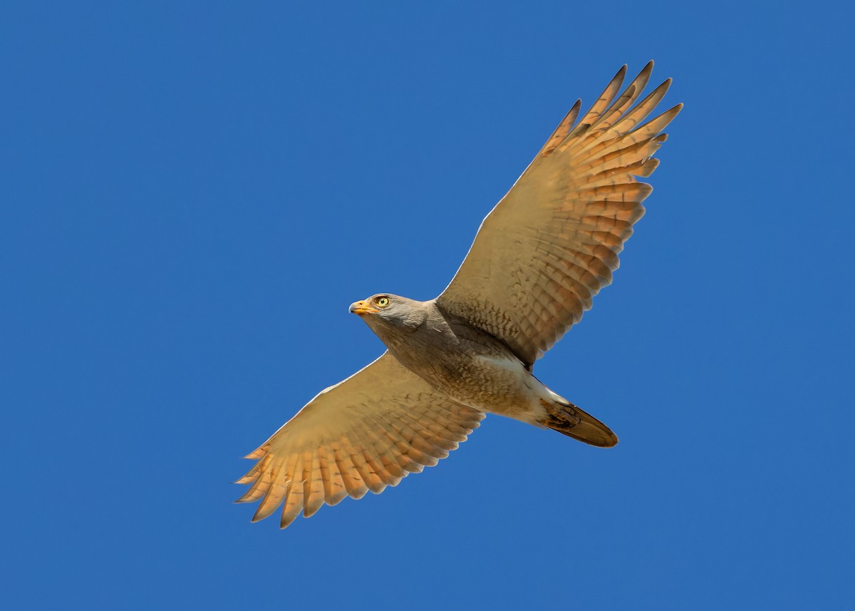 Rufous-winged Buzzard - ML611658053