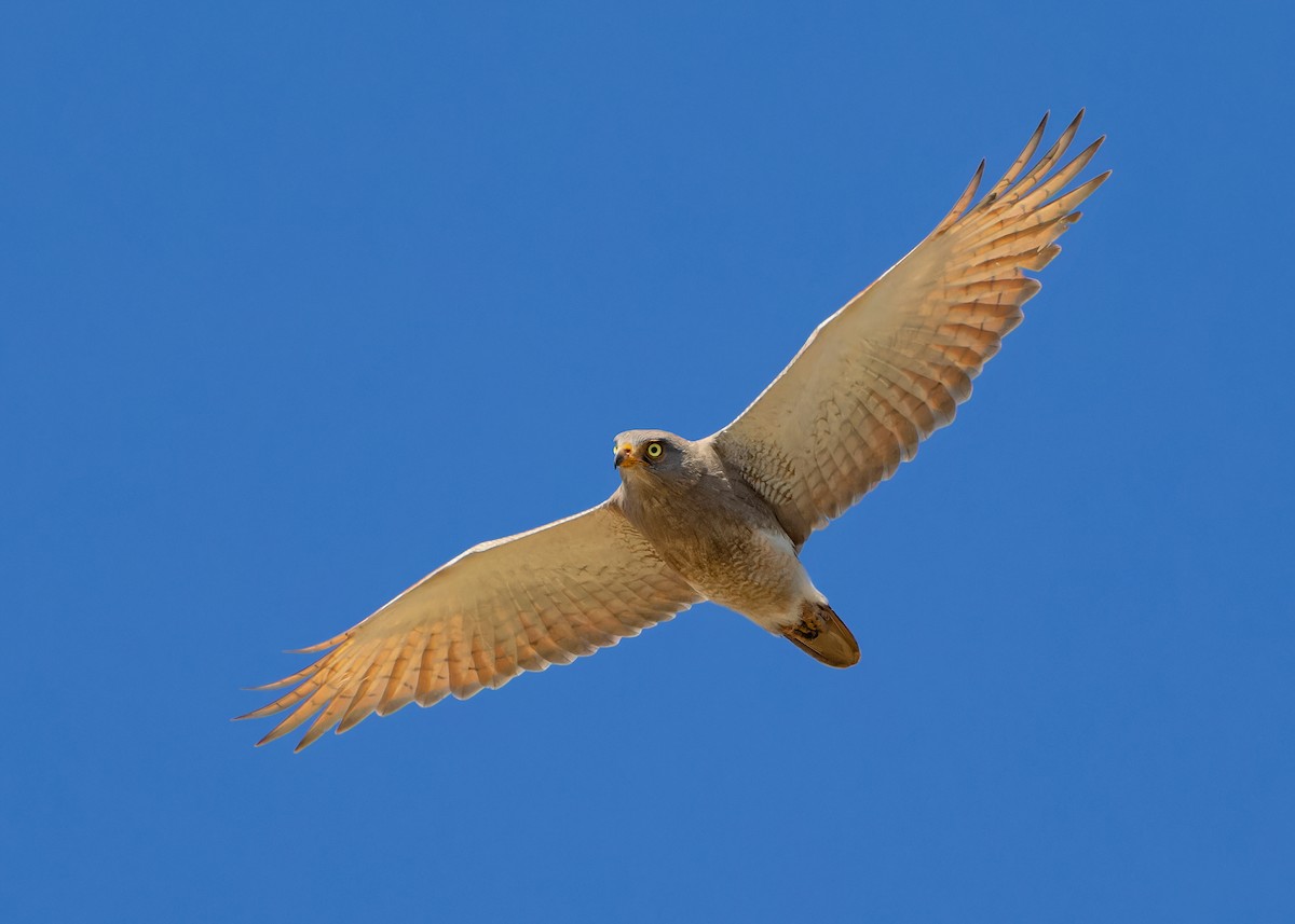 Rufous-winged Buzzard - ML611658055