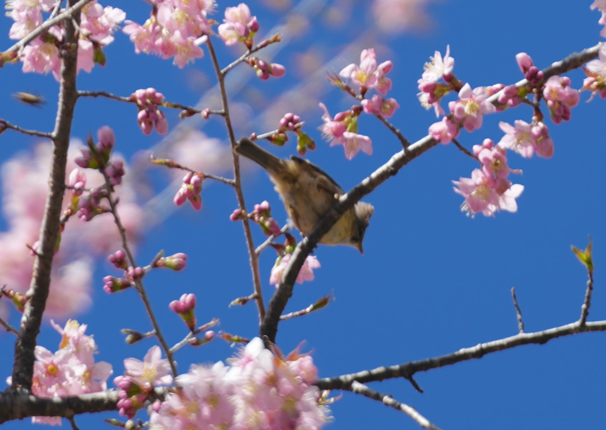 Yuhina à cou roux - ML611658073