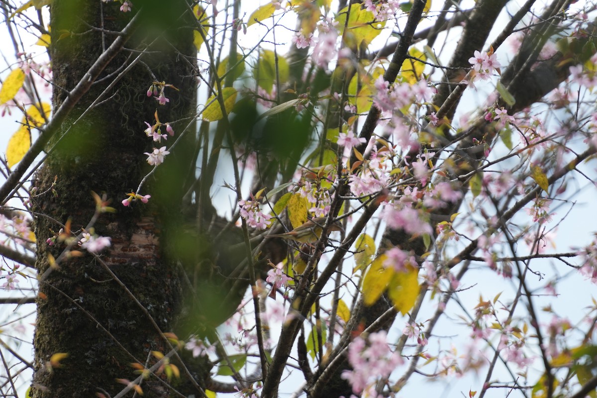 Chestnut Bunting - ML611658084