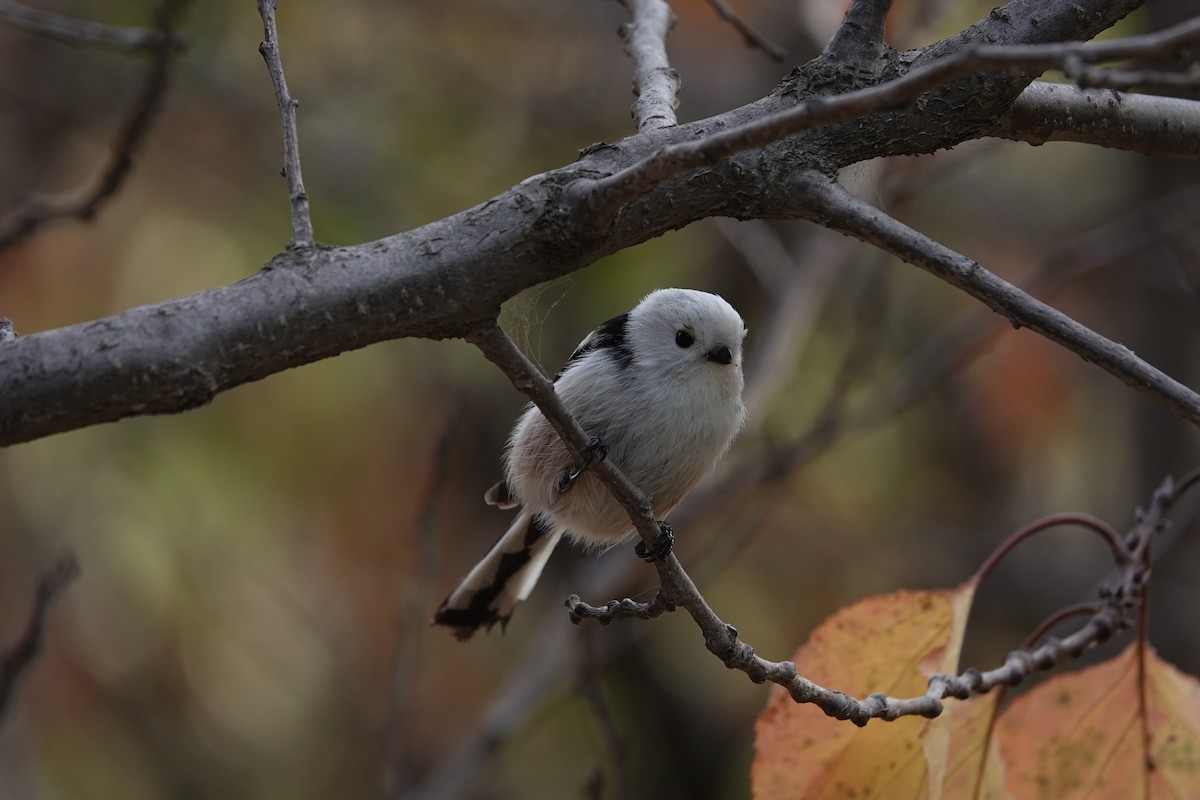 Long-tailed Tit - ML611658114