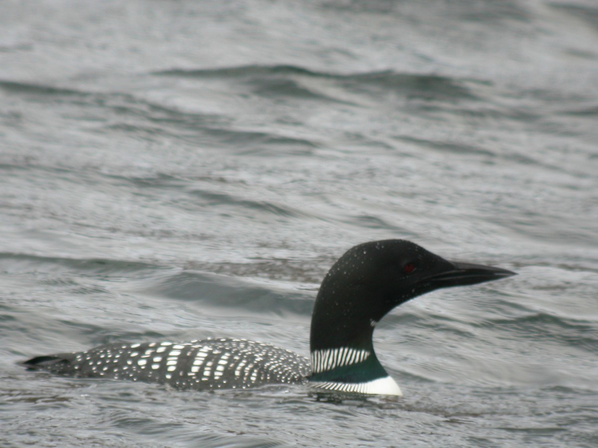 Plongeon huard - ML611658117