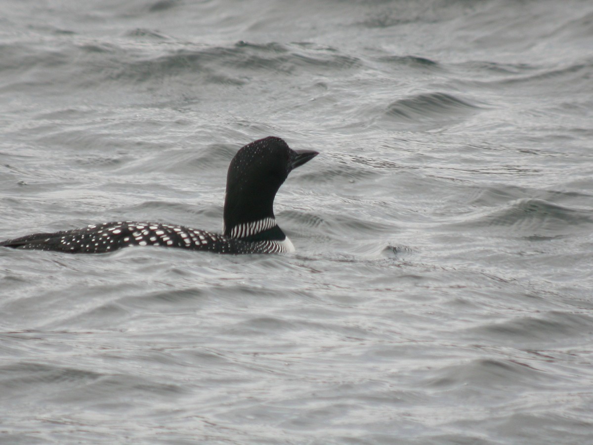 Plongeon huard - ML611658118